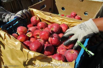 صدور مجوز واردات موز، آناناس و انبه در ازای صادرات سیب درختی