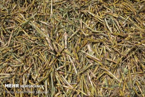 تولید نیشكر ۷۰ درصد افزایش یافت