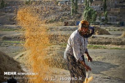 گندمكاران چشم انتظار تصمیم فردای شورای قیمت گذاری