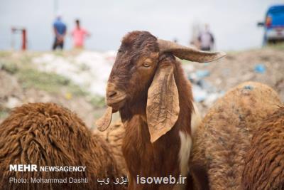 گرانی گوشت قرمز و ارزانی دام زنده