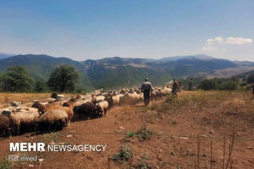 دام عشایر بر اثر خشكسالی در حال از میان رفتن است