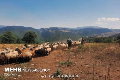 دام عشایر بر اثر خشكسالی در حال از میان رفتن است