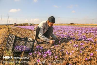 پیش بینی تولید 1 و هفت دهم تن زعفران در آذربایجان شرقی