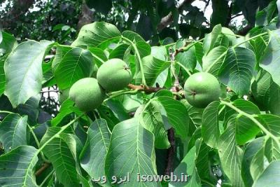 جابجایی نزدیک به ۳۵میلیون اصله نهال میوه مجاز در فصل کاشت