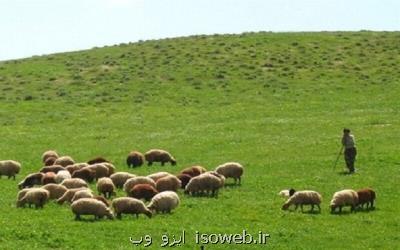 نقش بی بدیل دام ها در حفظ و احیای مراتع آمریکا