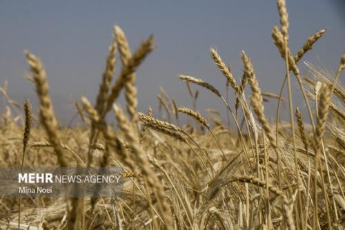 هشترود رتبه اول تولید گندم را در آذربایجان شرقی دارد