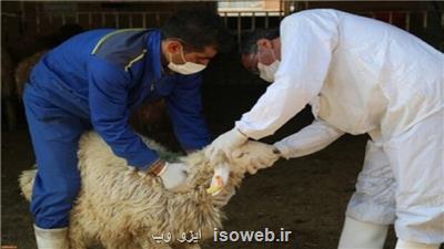 176 تیم دامپزشکی بر ذبح دام در خراسان رضوی نظارت و کنترل می کنند