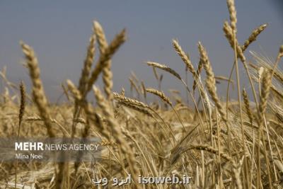 هشترود رتبه اول تولید گندم را در آذربایجان شرقی دارد