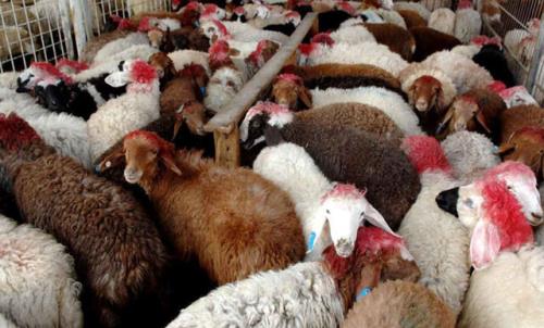 صادرات 21 هزار راس دام زنده از خوزستان