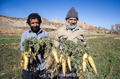 برداشت محصول هویچ از مزارع لرستان