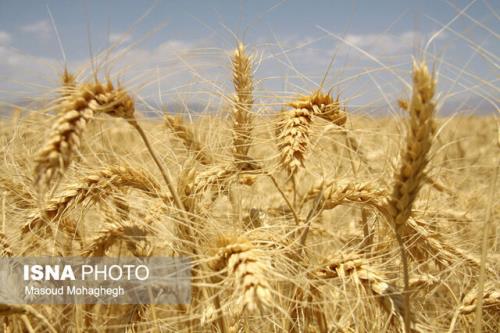 پیش بینی برداشت بیش از ۹۰ هزار تن گندم در حمیدیه