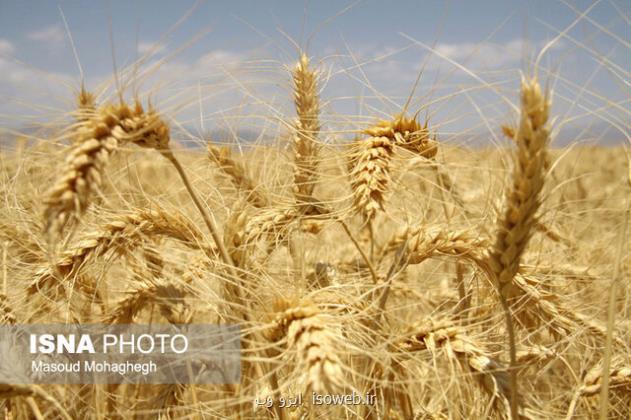 پیش بینی برداشت بیش از ۹۰ هزار تن گندم در حمیدیه