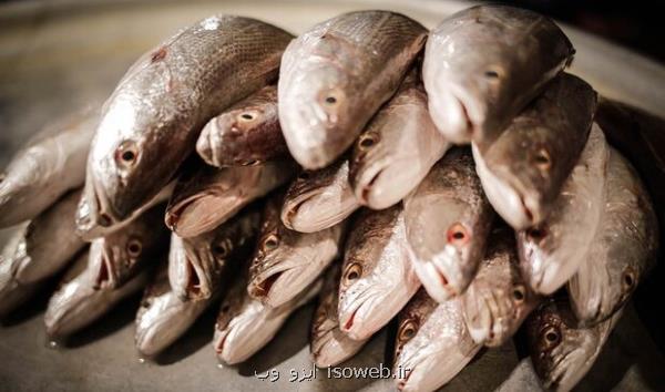 معدوم سازی بیش از ۶ تن خوراک آبزیان به سبب آلودگی بالای قارچی