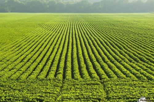 کشاورزان با فراهم سازی بستری مناسب در مصرف بهینه آب گام بردارند