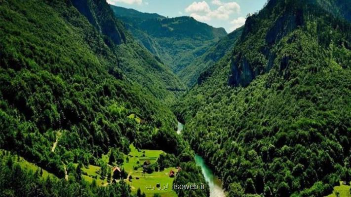 پیام معاون وزیر جهاد کشاورزی بمناسبت روز جنگل