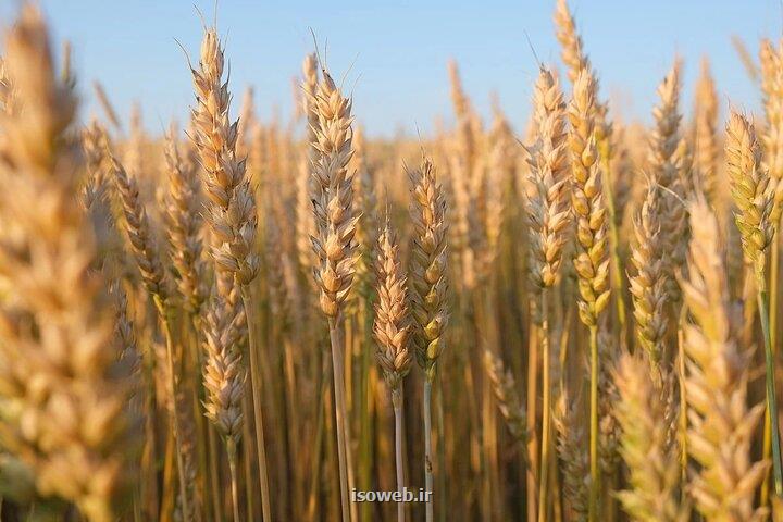کاهش ۴۰ درصدی خرید تضمینی گندم