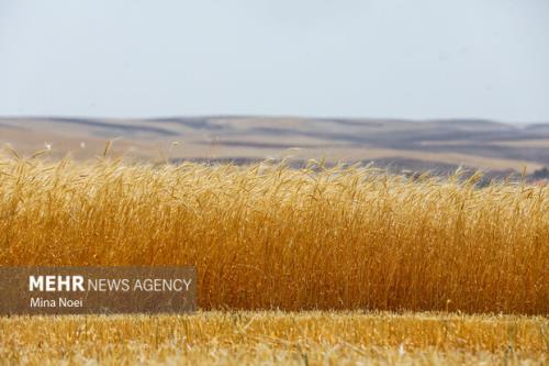 3206 میلیارد تومان از مطالبات گندمکاران پرداخت گردید