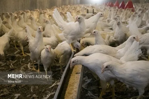 نهاده دامی قطاری که به مقصد نرسید