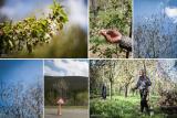نامه باغداران به روحانی و لاریجانی، خسارت۷هزارمیلیاردی سرمای بهاره