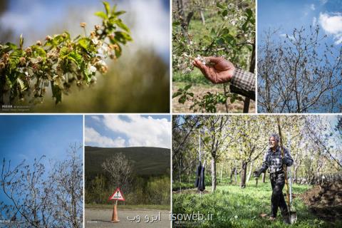 نامه باغداران به روحانی و لاریجانی، خسارت۷هزارمیلیاردی سرمای بهاره