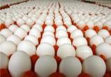 احتمال وضع عوارض برای صادرات تخم مرغ، ۲۰۰هزارتن مازاد برای سال۹۸