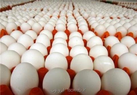 احتمال وضع عوارض برای صادرات تخم مرغ، ۲۰۰هزارتن مازاد برای سال۹۸