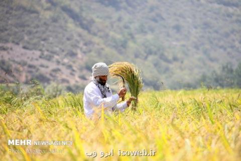 مصوبه محدودیت كشت برنج همچنان پابرجا می باشد