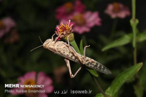 ایلام به جمع استانهای آلوده به ملخ اضافه گردید