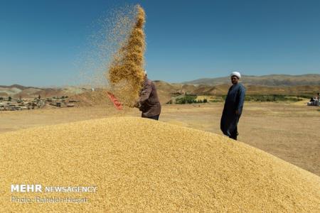 دولت از خرید گندم داخلی استقبال نكرد