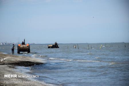 آغاز خرید حمایتی محصولات پرورش ماهی در دریا