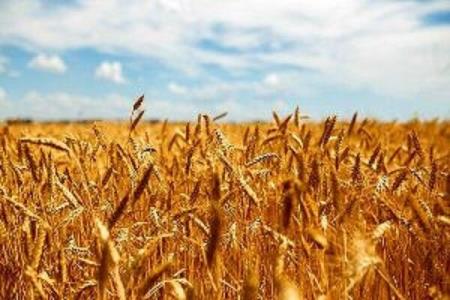 1500 میلیارد تومان به گندمكاران پرداخت گردید