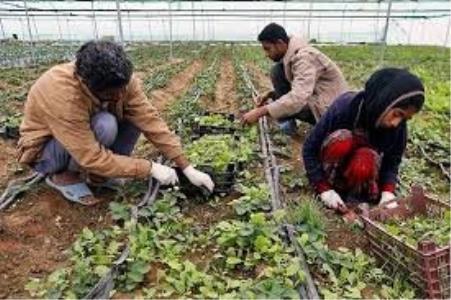 كسب و كارهای روستایی جان گرفت