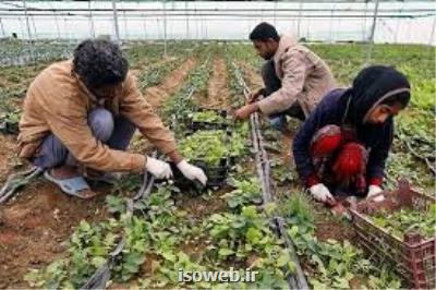 كسب و كارهای روستایی جان گرفت