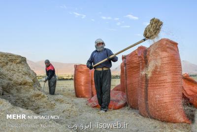 پیش بینی ۲۹ هزار میلیارد تومان اعتبار برای خرید امسال گندم