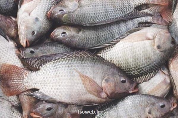تولید ۵۵۰هزارتن ماهی تیلاپیا در سال قبل