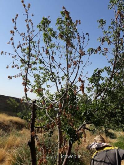 شایع ترین علت خشكیدگی تابستانه درختان گیلاس