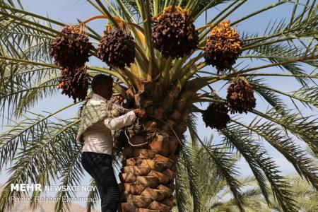 كشاورزان و باغداران دشتستان از وضعیت بازار خرما ناراضی هستند