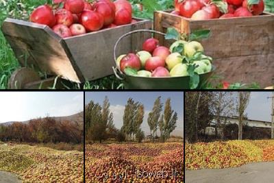 قطب سیب ایران چشم انتظار رفع موانع صادراتی