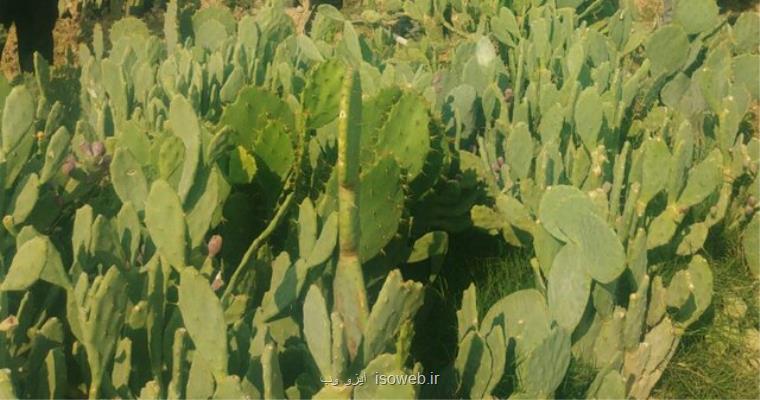 كاشت كاكتوس خوراكی در ورامین