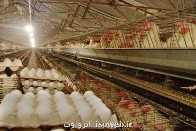 ۵۰ درصد تولید تخم مرغ در استان مركزی مازاد بر نیاز است
