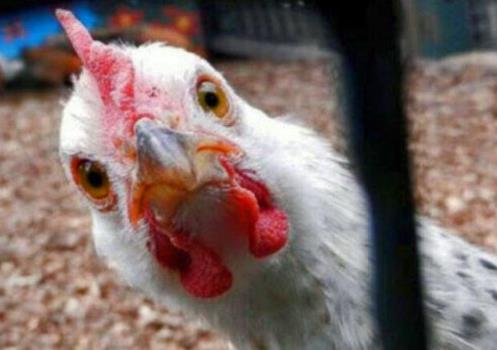 مرغ گران گردید، قیمت به 29 هزار تومان رسید